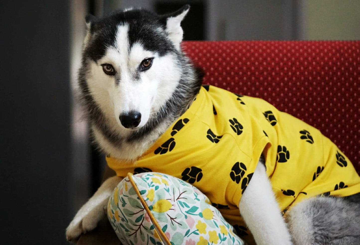 Dog Paw printed casual T-shirt