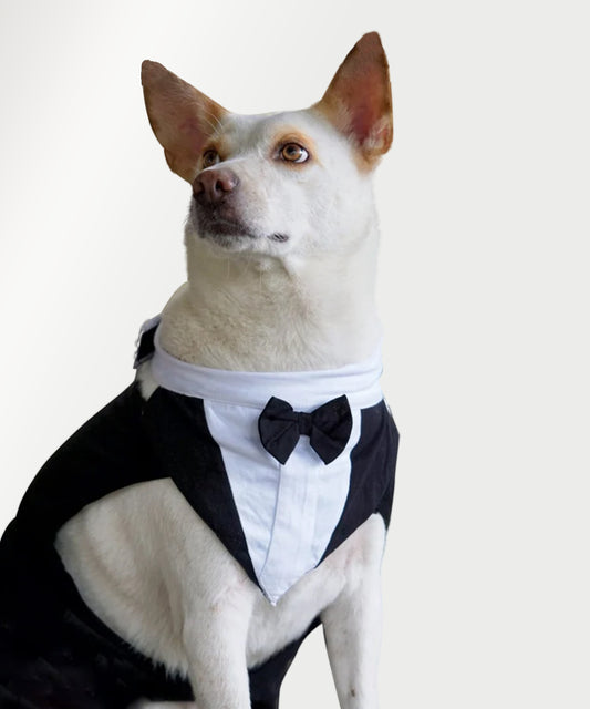 Chinqooper Professional suit for dog