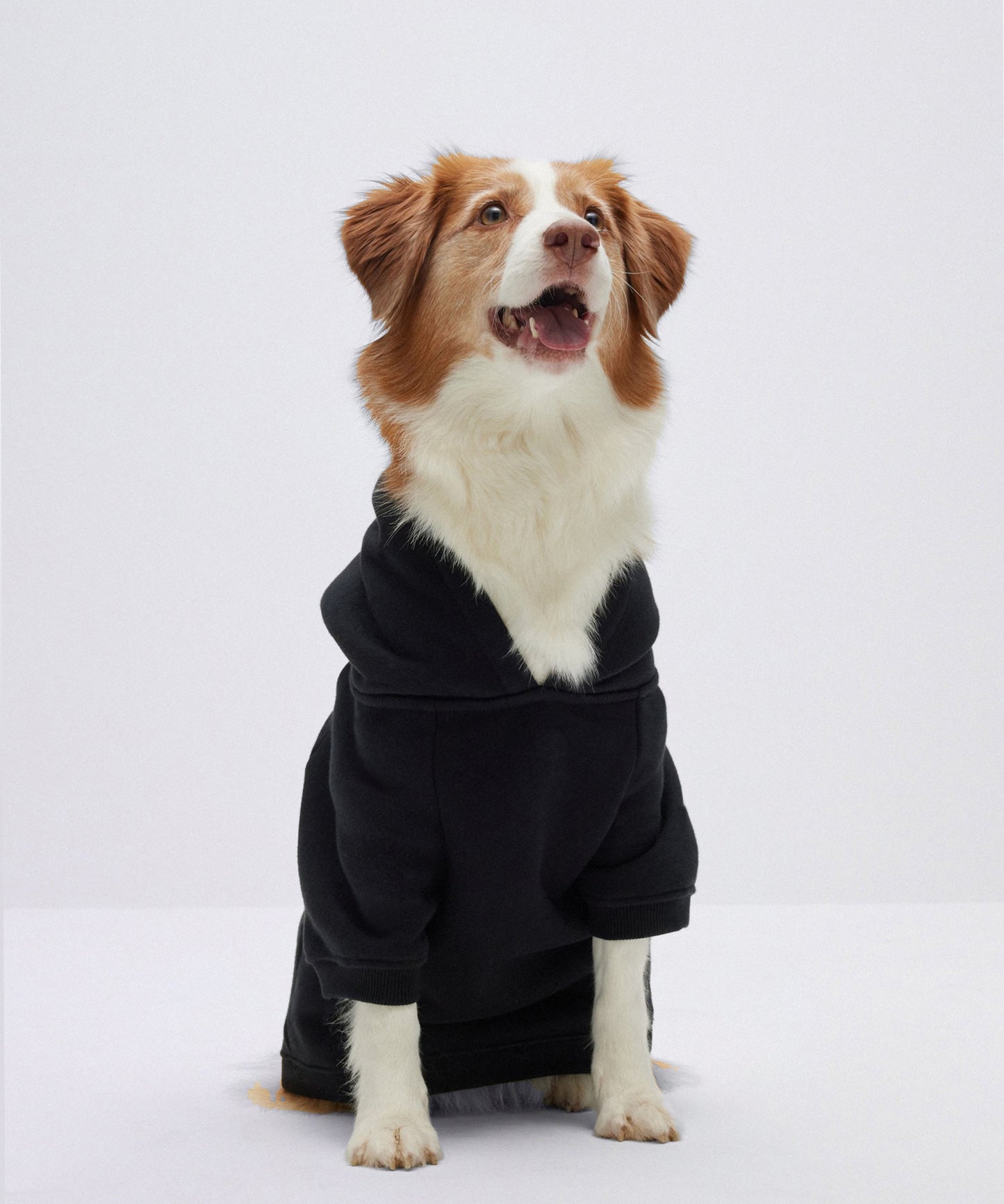 Twinning  Men and  Dog T-shirt-Black